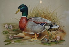 ViNTAGE M SHERMORNE SIGNED ORNITHOLOGY WATERCOLOUR PAINTING OF A DUCK BIRD