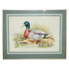 ViNTAGE M SHERMORNE SIGNED ORNITHOLOGY WATERCOLOUR PAINTING OF A DUCK BIRD