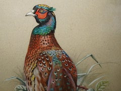 VINTAGE M SHERMORNE SIGNED ORNITHOLOGY WATERCOLOUR PAINTING OF A PHEASANT BiRD