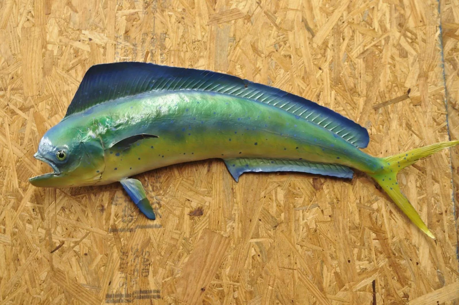 Vintage Mahi-mahi Fisch Replik Wandhalterung Taxidermie Fischerei Wanddekor. Circa Mitte des 20. Jahrhunderts. Abmessungen (insgesamt): 13