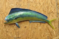 Vintage Mahi-mahi Fish Replica Wall Mount Taxidermy Fishing Wall Decor