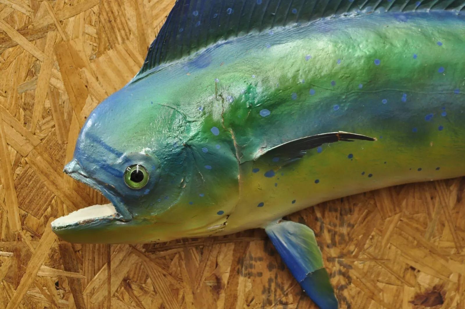 mahi mahi fisch preis