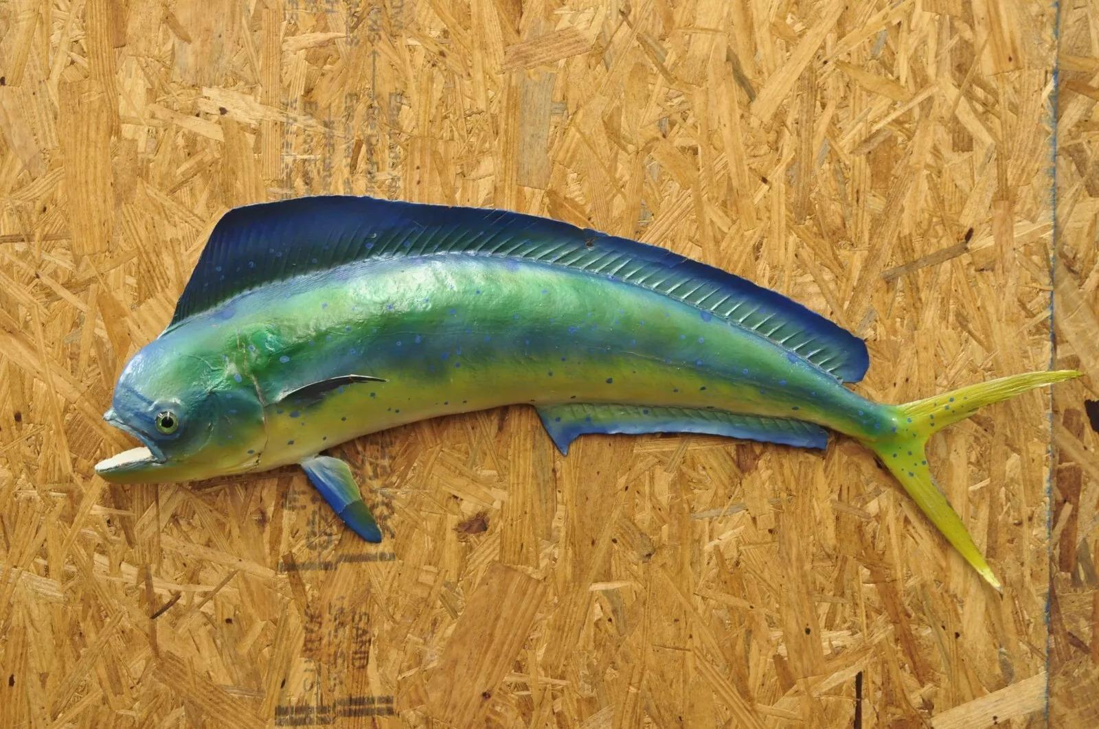 Mahi-mahi Fisch-Replica-Wandschmuck, Taxidermie, Fischen-Wandschmuck (Unbekannt)