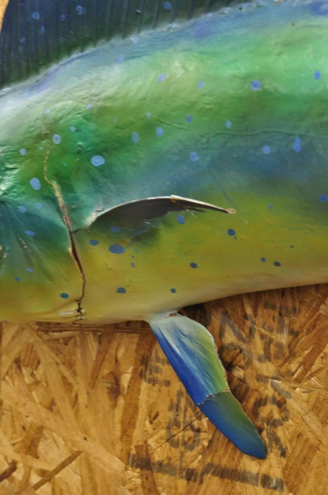 Mahi-mahi Fisch-Replica-Wandschmuck, Taxidermie, Fischen-Wandschmuck (20. Jahrhundert)