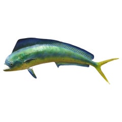 Vintage Mahi-mahi Fish Replica Wall Mount Taxidermy Fishing Wall Decor