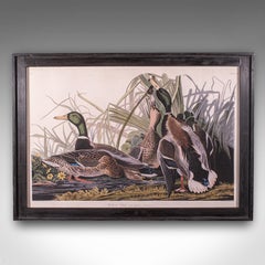 Vintage Mallard Duck Picture, English, Framed Print, JJ Audubon, Wildlife Art