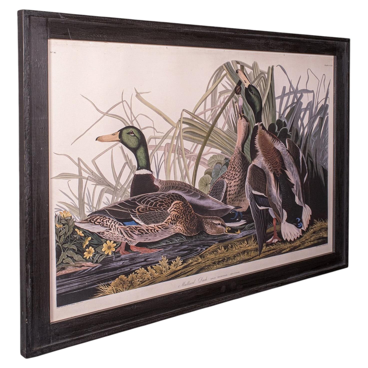 Vintage Mallard Duck Picture, English, Framed Print, JJ Audubon, Wildlife Art