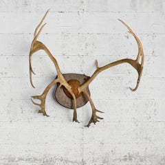 Vintage Massive Caribou Antler Mount on Shield Plaque