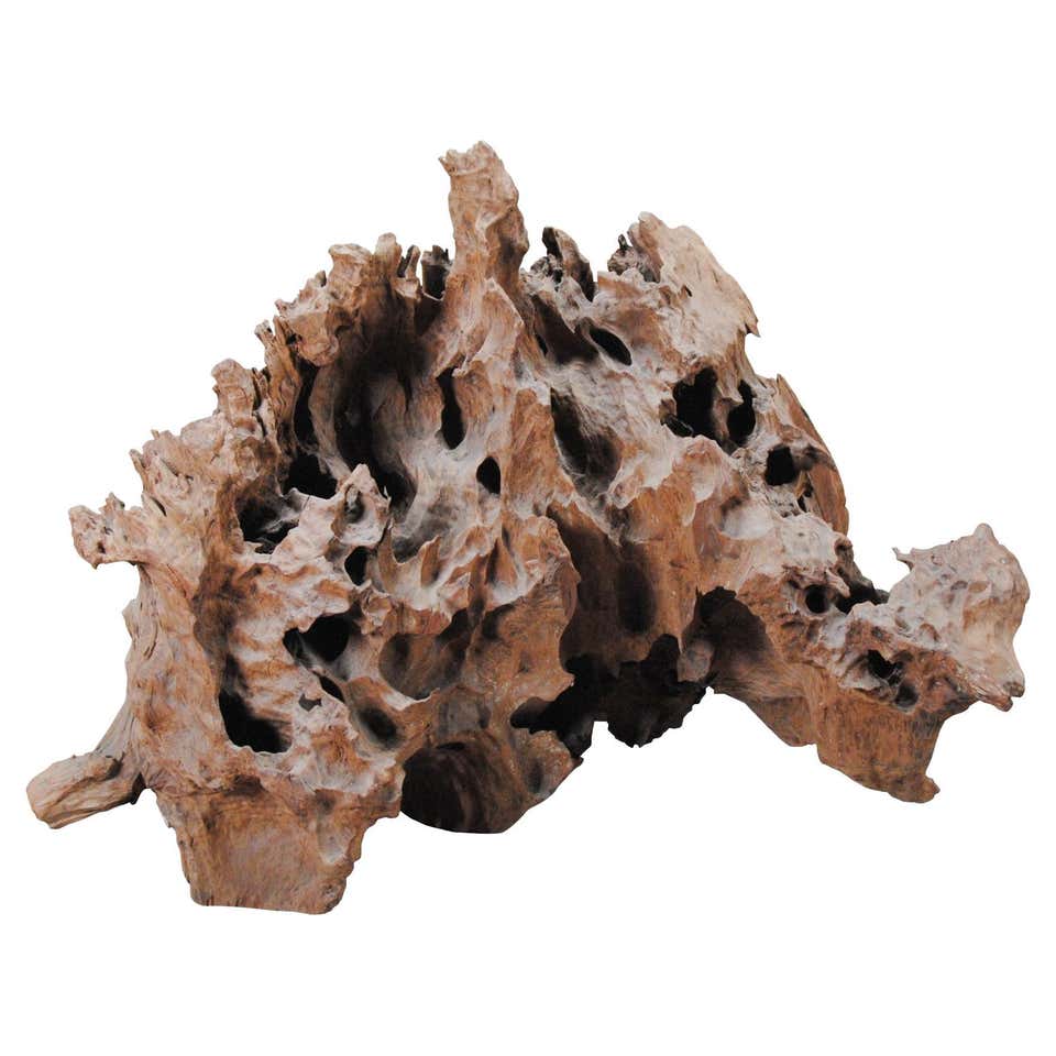 Organic Decorative Tree Root For Sale at 1stDibs