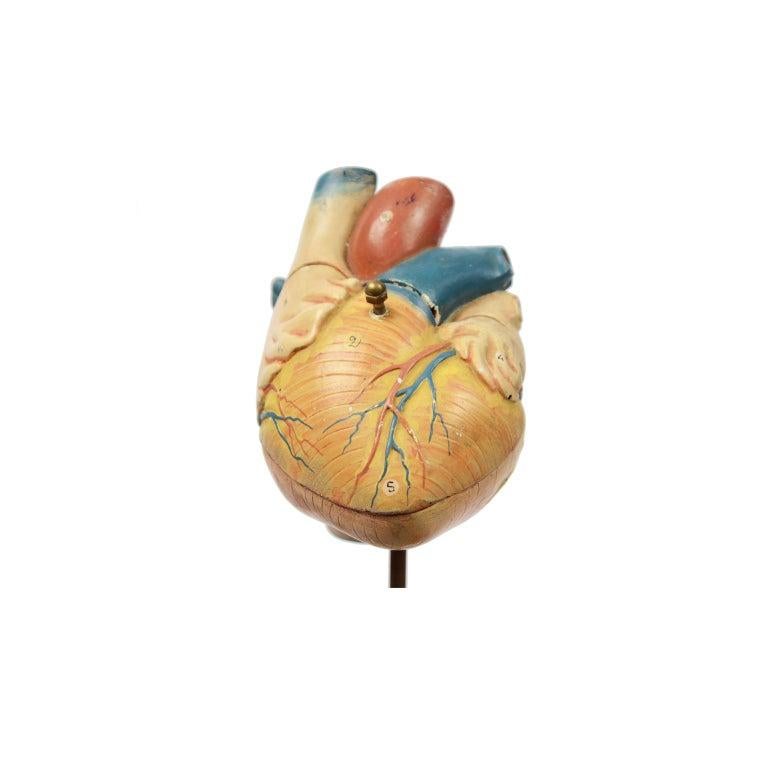 Plastic Vintage Medical Didactic Anatomical Model of a Small Heart, Germany, 1950s