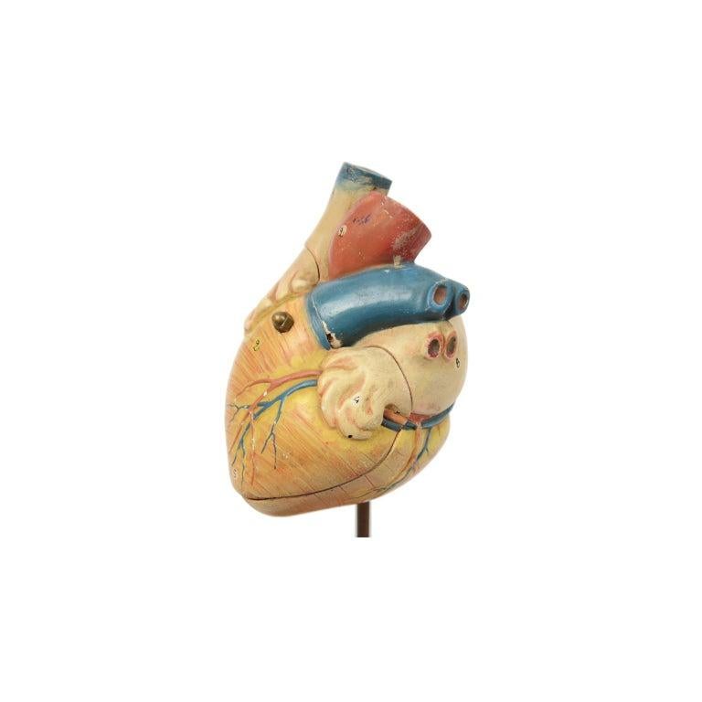 Vintage Medical Didactic Anatomical Model of a Small Heart, Germany, 1950s 1