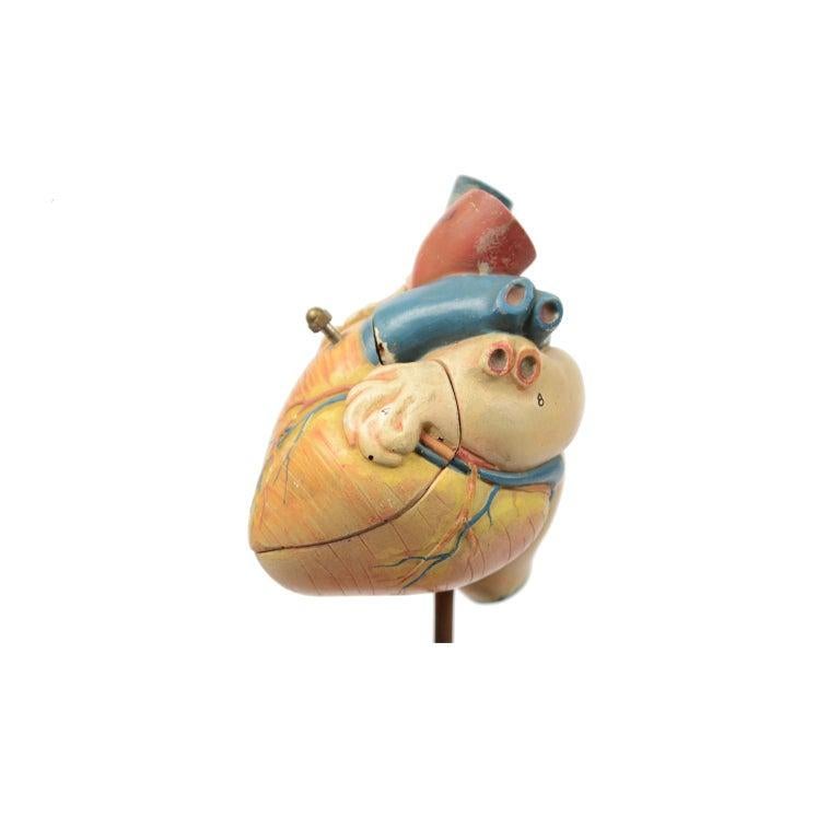 Vintage Medical Didactic Anatomical Model of a Small Heart, Germany, 1950s 3