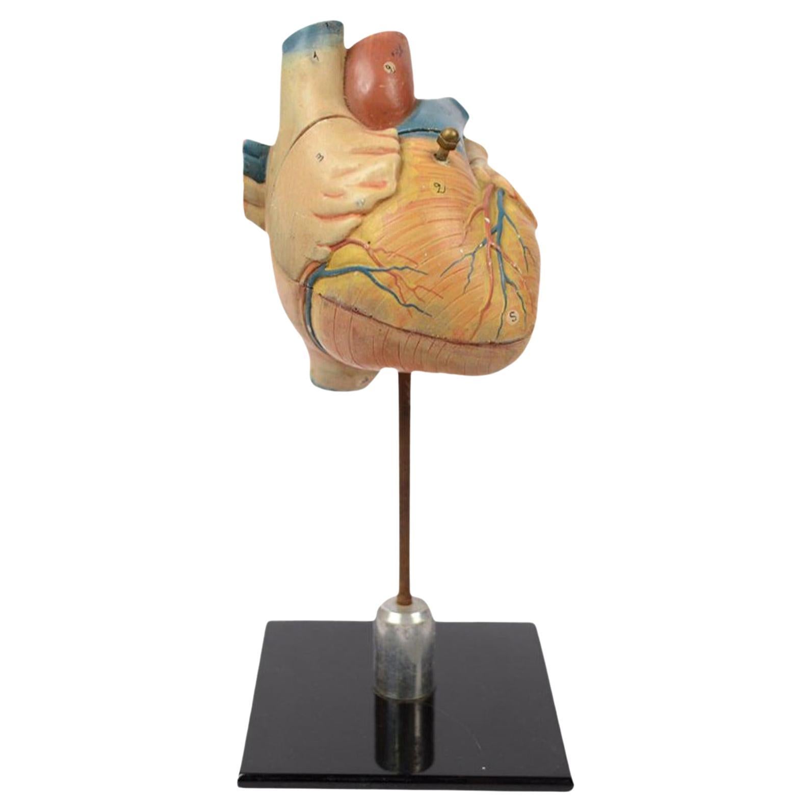 Vintage Medical Didactic Anatomical Model of a Small Heart, Germany, 1950s