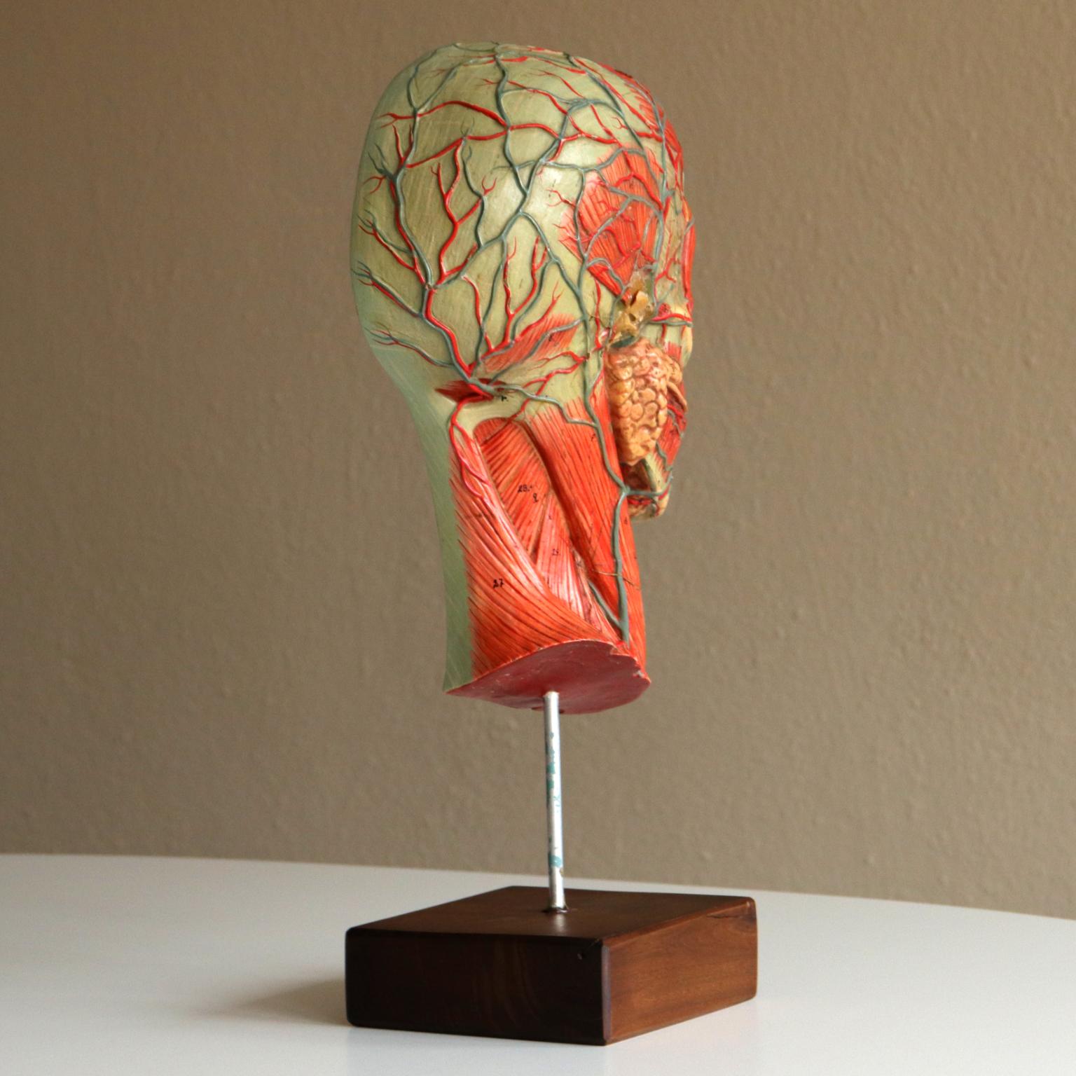 Mid-Century Modern Vintage Medical Half Head Painted Anatomical Model, 1950s