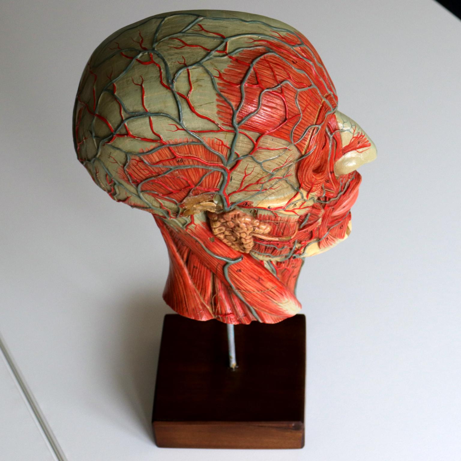 Vintage Medical Half Head Painted Anatomical Model, 1950s In Good Condition In Lucenec, SK