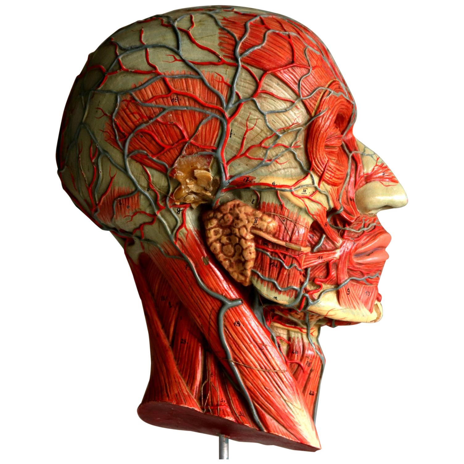 Vintage Medical Half Head Painted Anatomical Model, 1950s