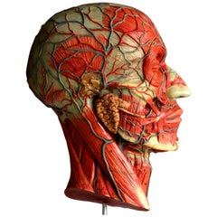 Vintage Medical Half Head Painted Anatomical Model:: 1950s