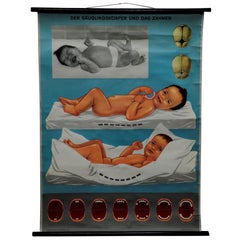 Used Medical Poster Pull Down Wall Chart about Infant Body and Tooth Growth