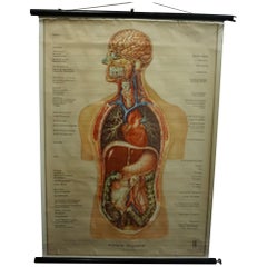 Vintage Medical Poster Pull Down Wall Chart about the Human Inner Organs