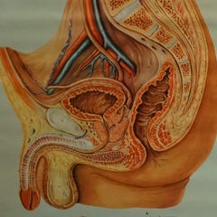Vintage Medical Poster Pull Down Wall Chart about the Male Pelvic Organs