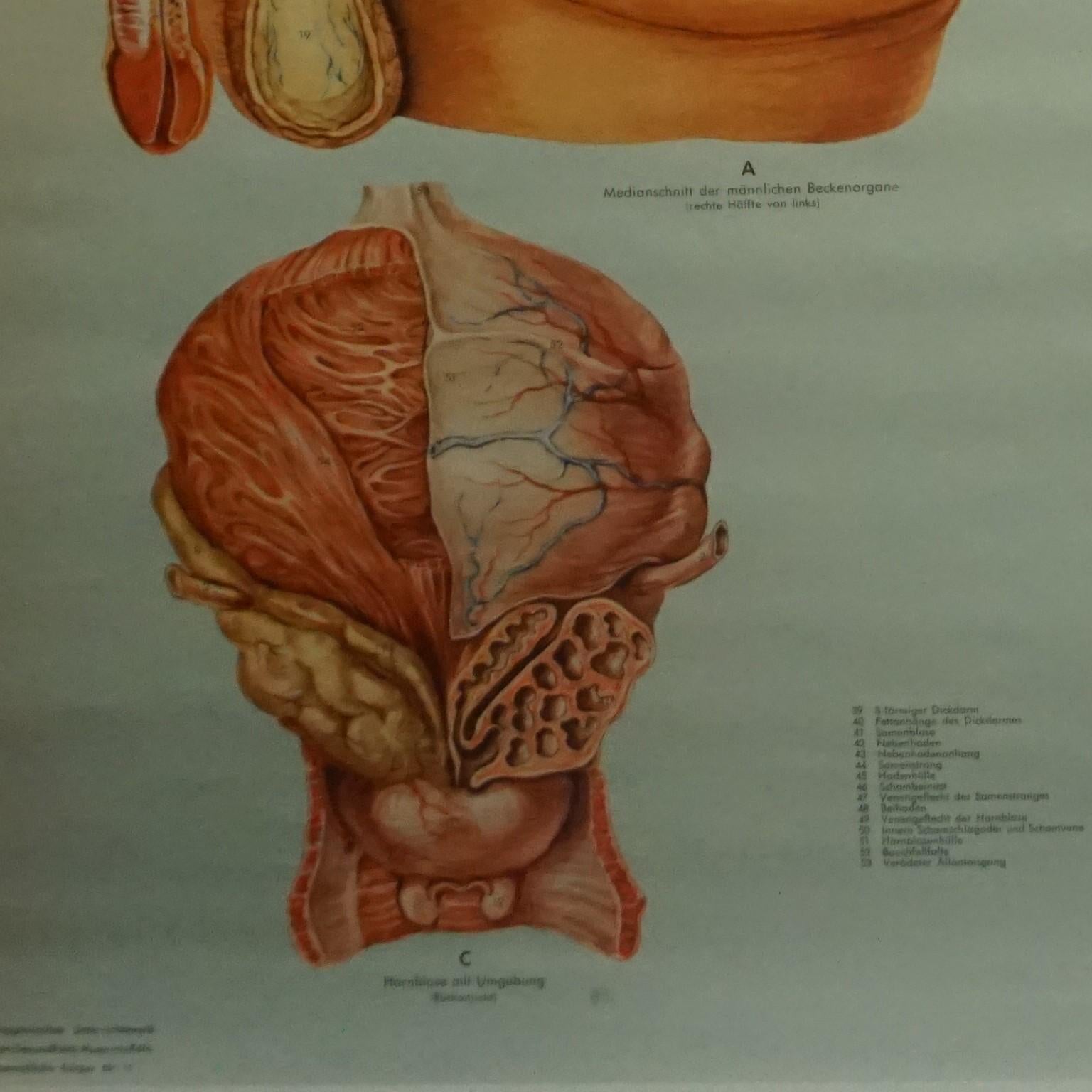 male pelvic organs anatomy