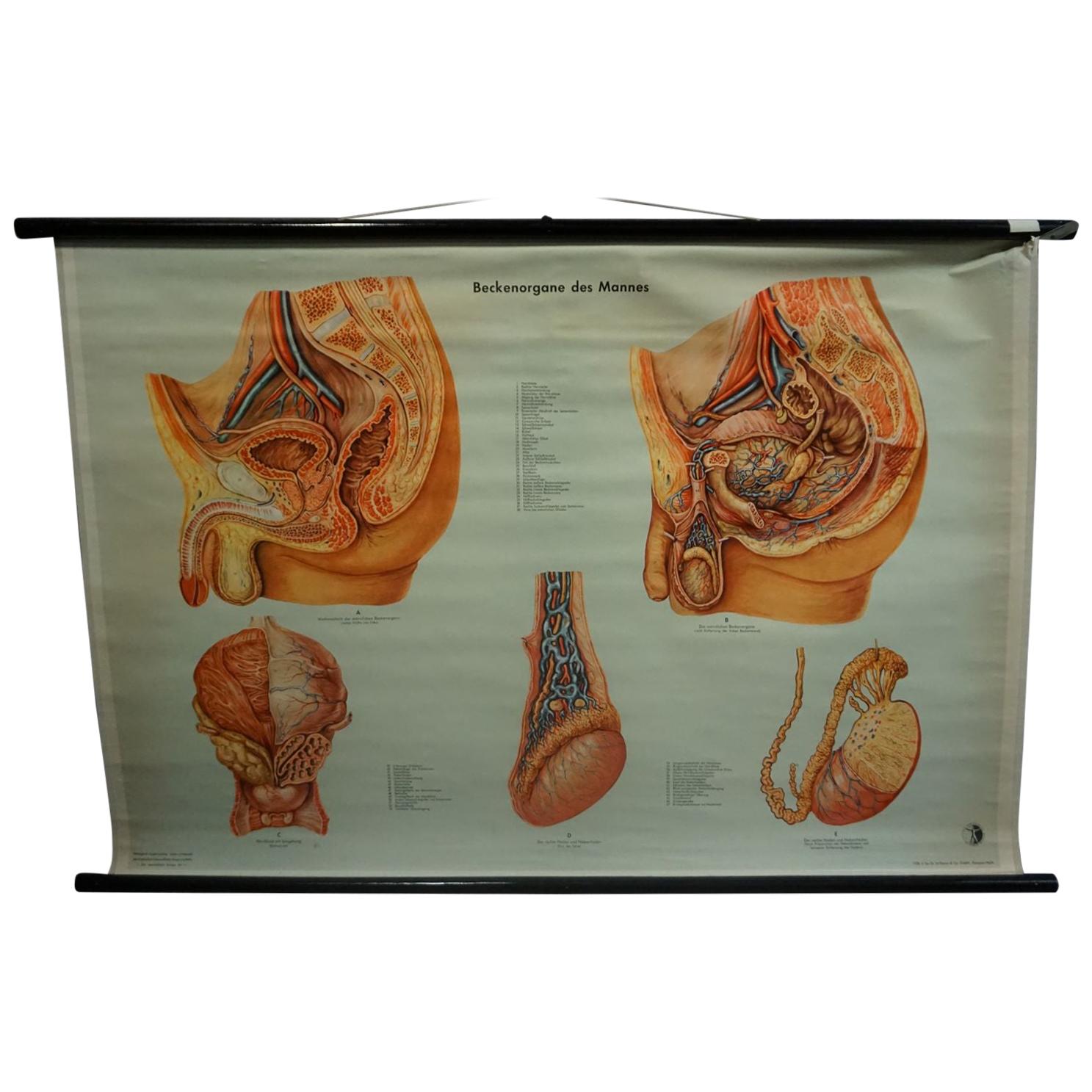 Vintage Medical Poster Pull Down Wall Chart about the Male Pelvic Organs For Sale