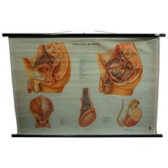 Vintage Medical Poster Pull Down Wall Chart about the Male Pelvic Organs