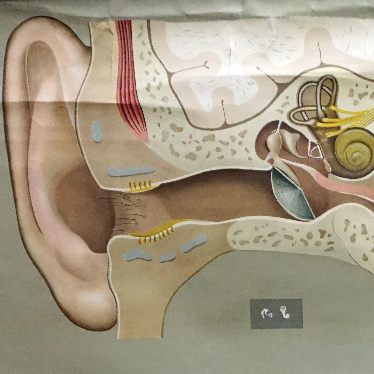 A medical pull-down wall chart poster illustrating the hearing, the human ear and the sense of balance, published by Hagemann, Duesseldorf. Colorful print on paper reinforced with canvas.
Measurements:
Width 167 cm (65.75 inch)
Height 114 cm