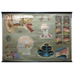 Vintage Medical Poster Rollable Wall Chart Ear Hearing Sense of Balance