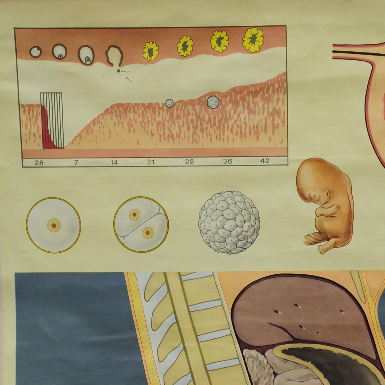 The vintage rollable medical poster wall chart shows the prenatal development of an infant. It was published by the Lehrmittelverlag Hagemann, Duesseldorf. Colorful print on paper reinforced with canvas. 
Measurements:
Width 81.50 cm (32.07