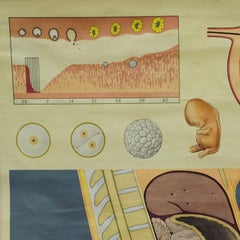 Vintage Medical Pull-Down Wall Chart about Prenatal Development