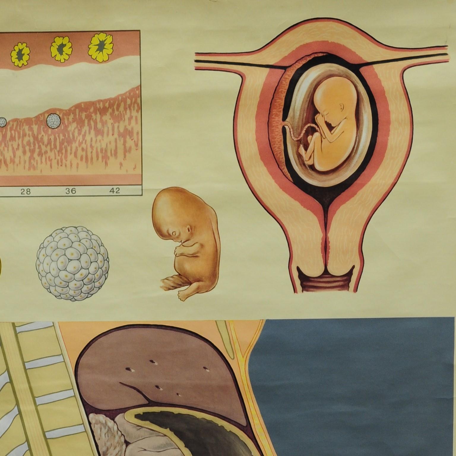prenatal development chart