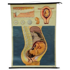 Vintage Medical Pull-Down Wall Chart about Prenatal Development