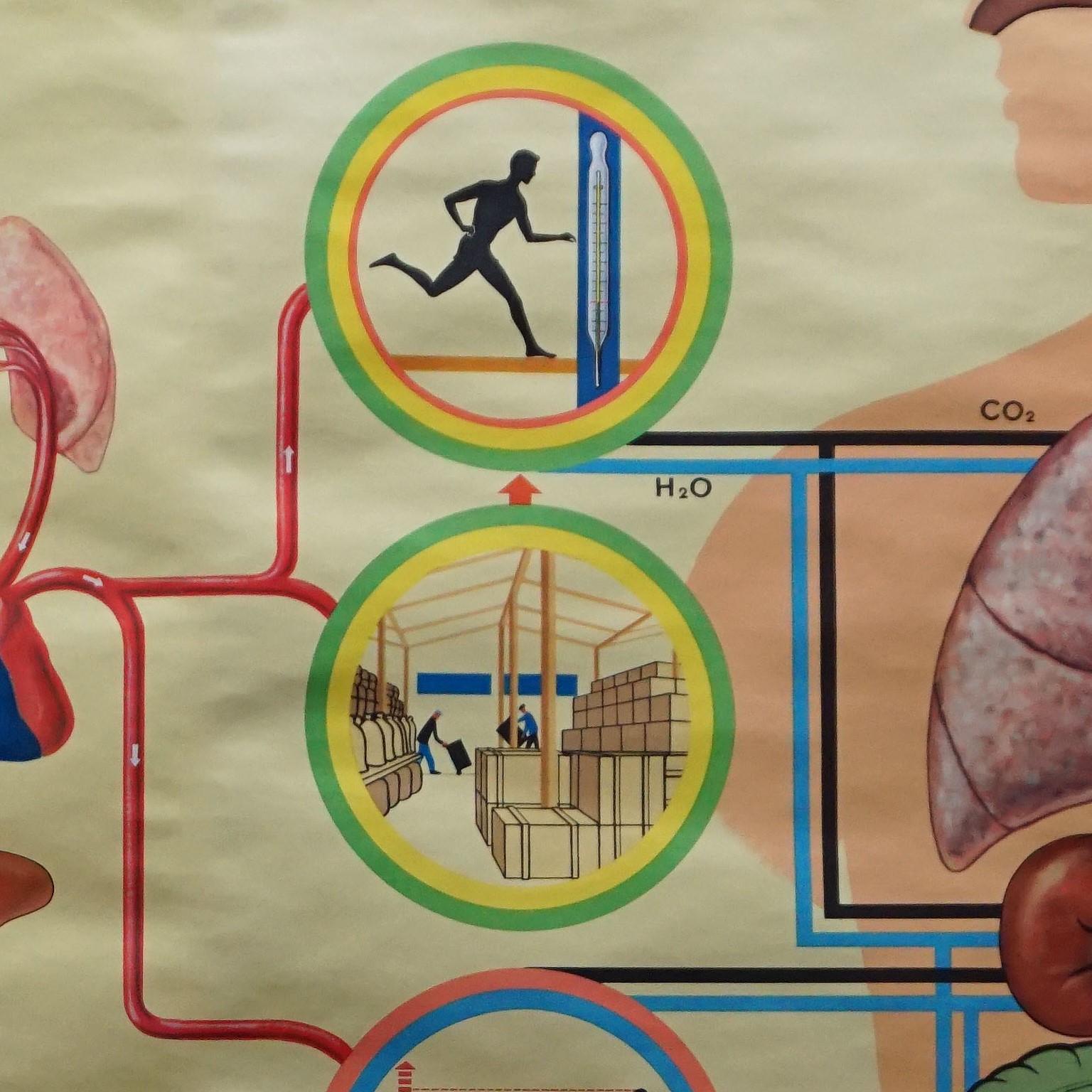 homosapien chart