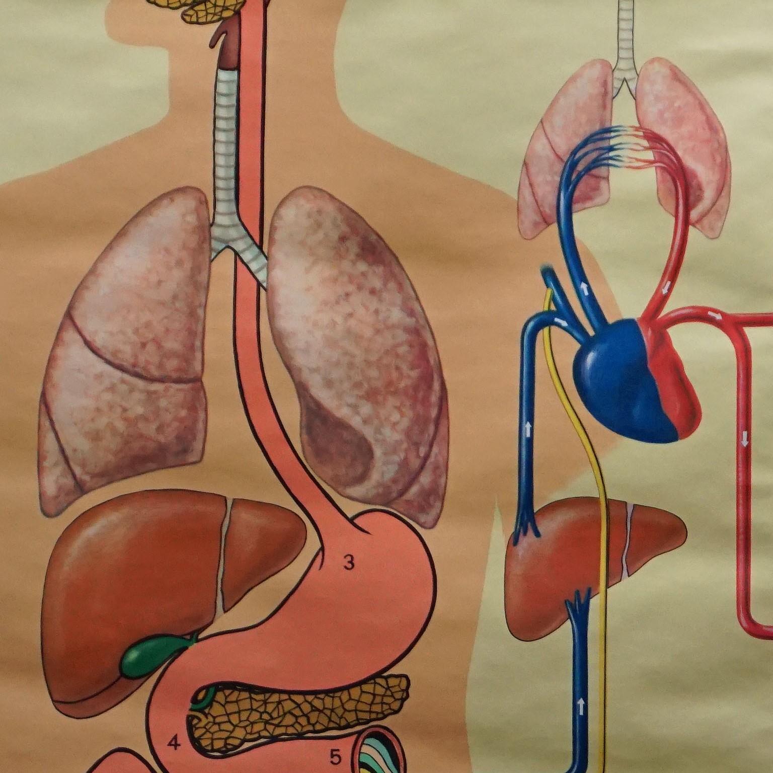 Vintage Medical Wall Chart Metabolismo Humano Excreción Corporal Equilibrio Hídrico siglo XX en venta