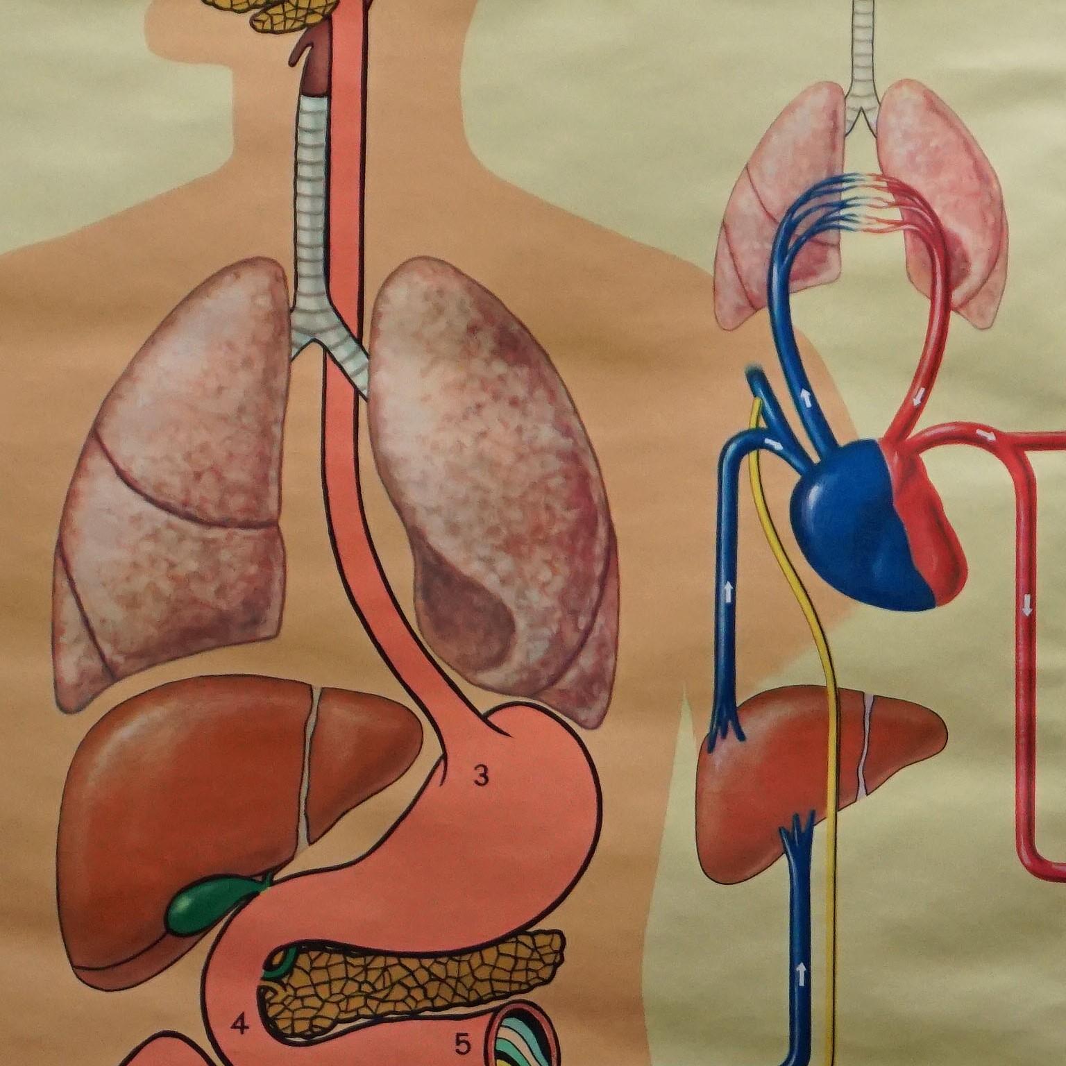 Medizinische Wandtafel, menschliches Metabolismus, Körperausgleich, Wassergewicht (20. Jahrhundert) im Angebot