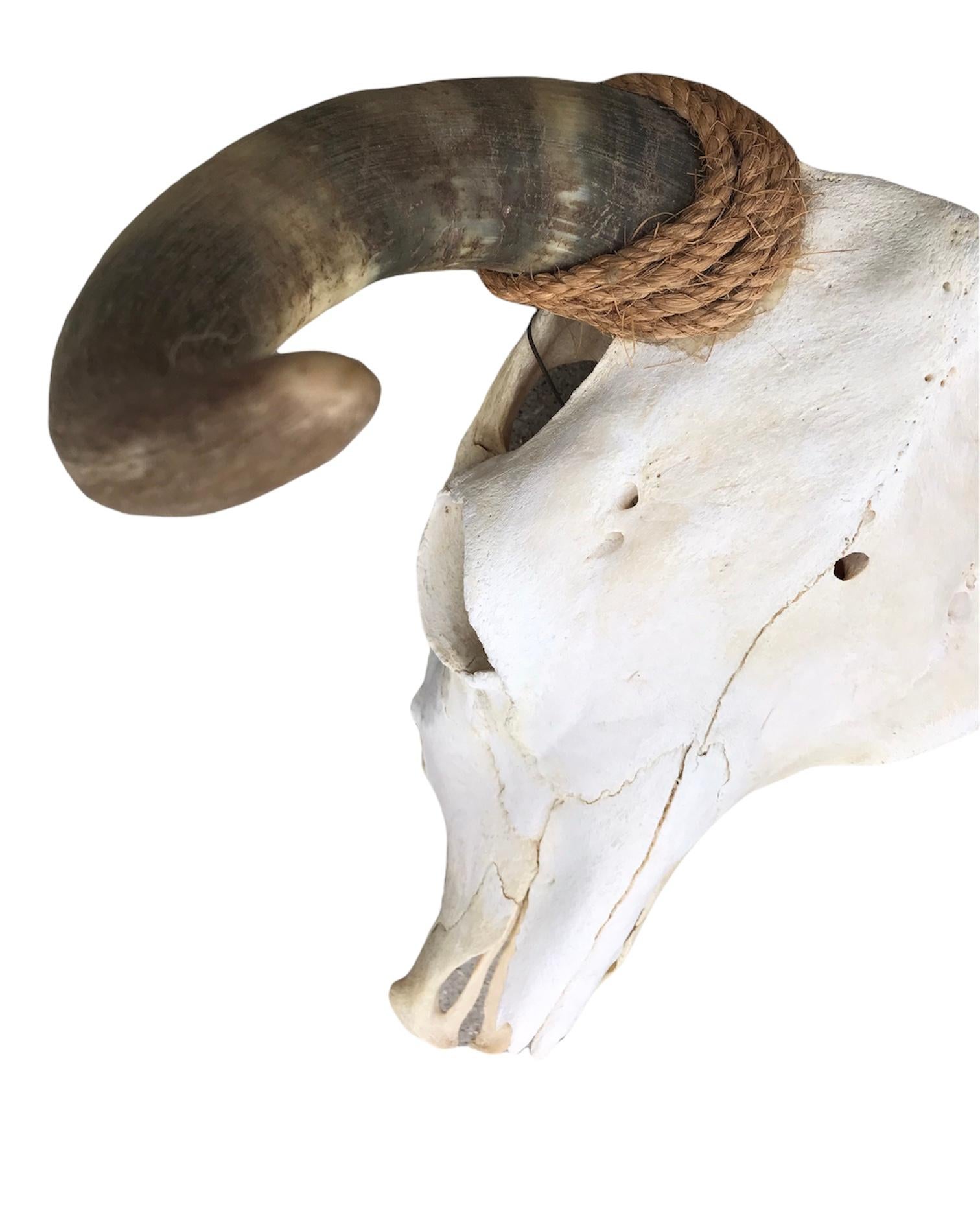 bull skull and horns