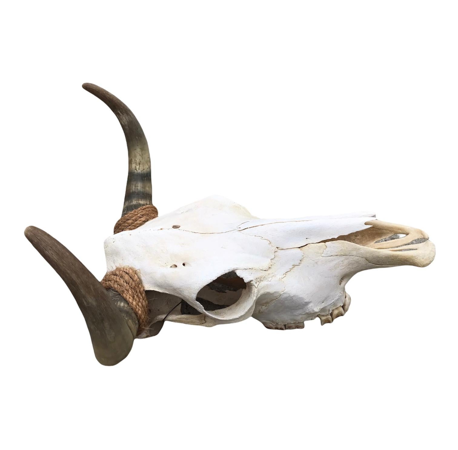 cow skull drawing