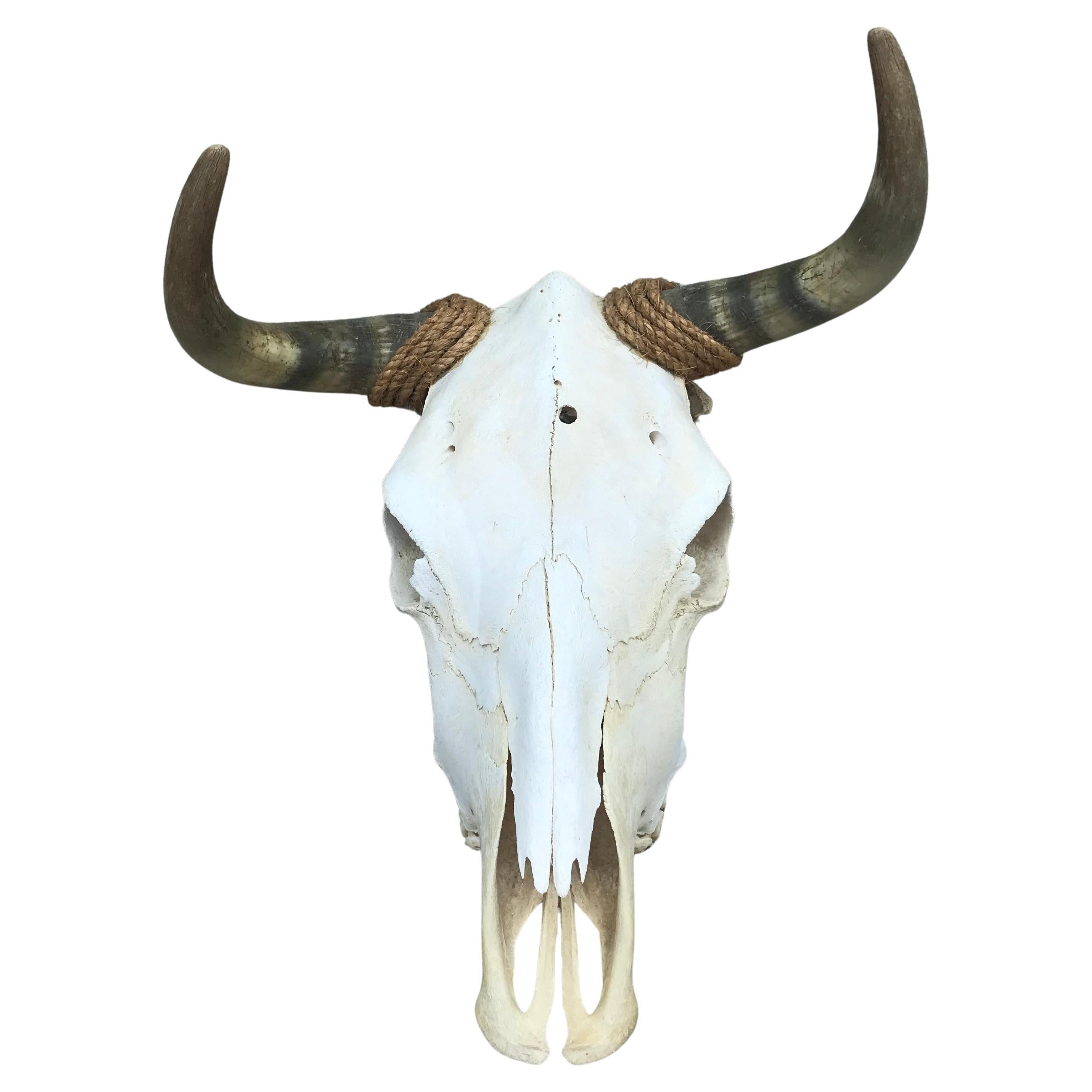 Vintage Mid 20th Century Cow Skull/Horns Wrapped with Rope For Sale