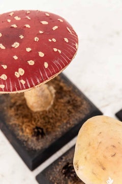 Vintage Mid Century Entomologische Didaktische Pilz Lehrmittel. c.1960