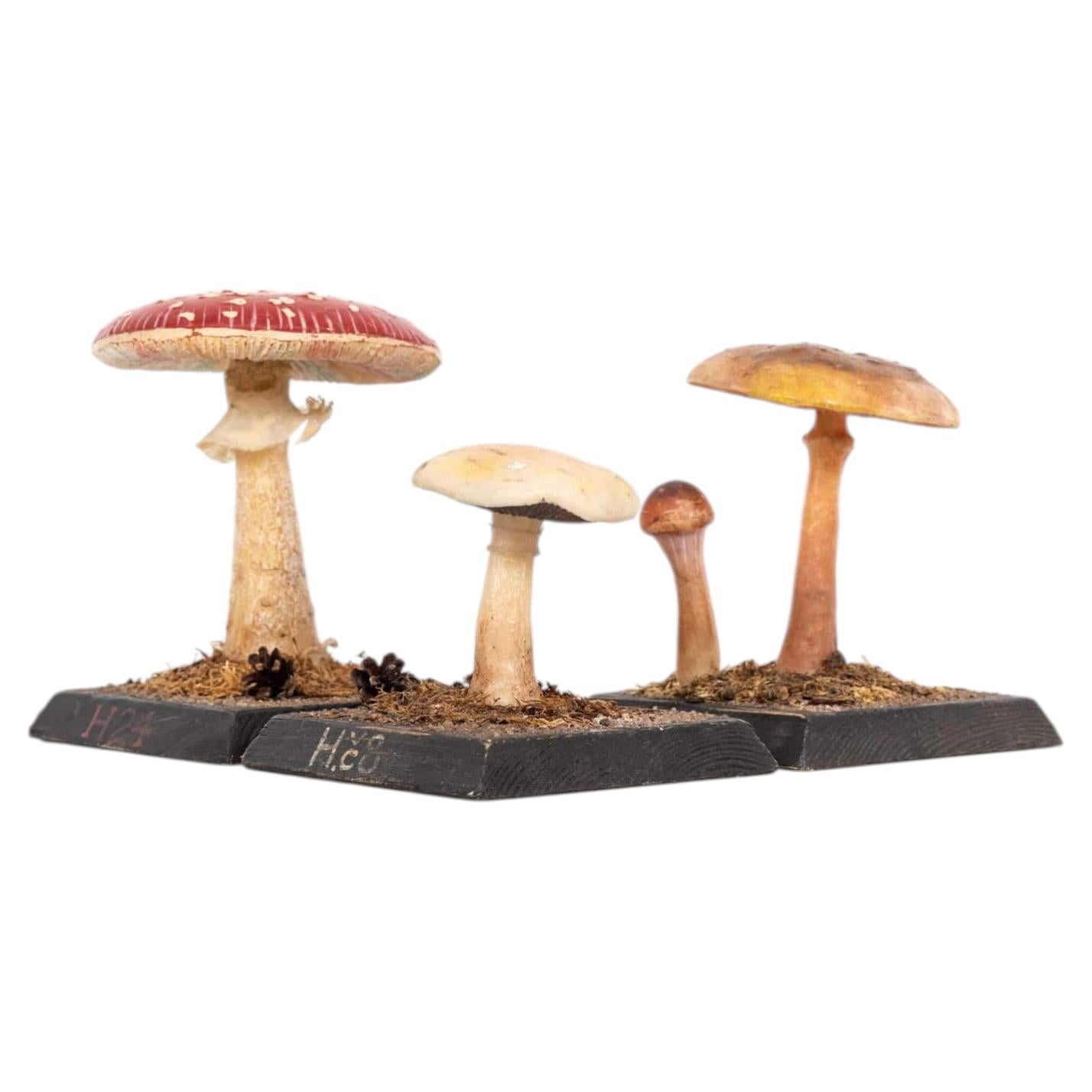 Vintage Mid Century Entomological Didactic Mushroom Teaching Aids. c.1960
