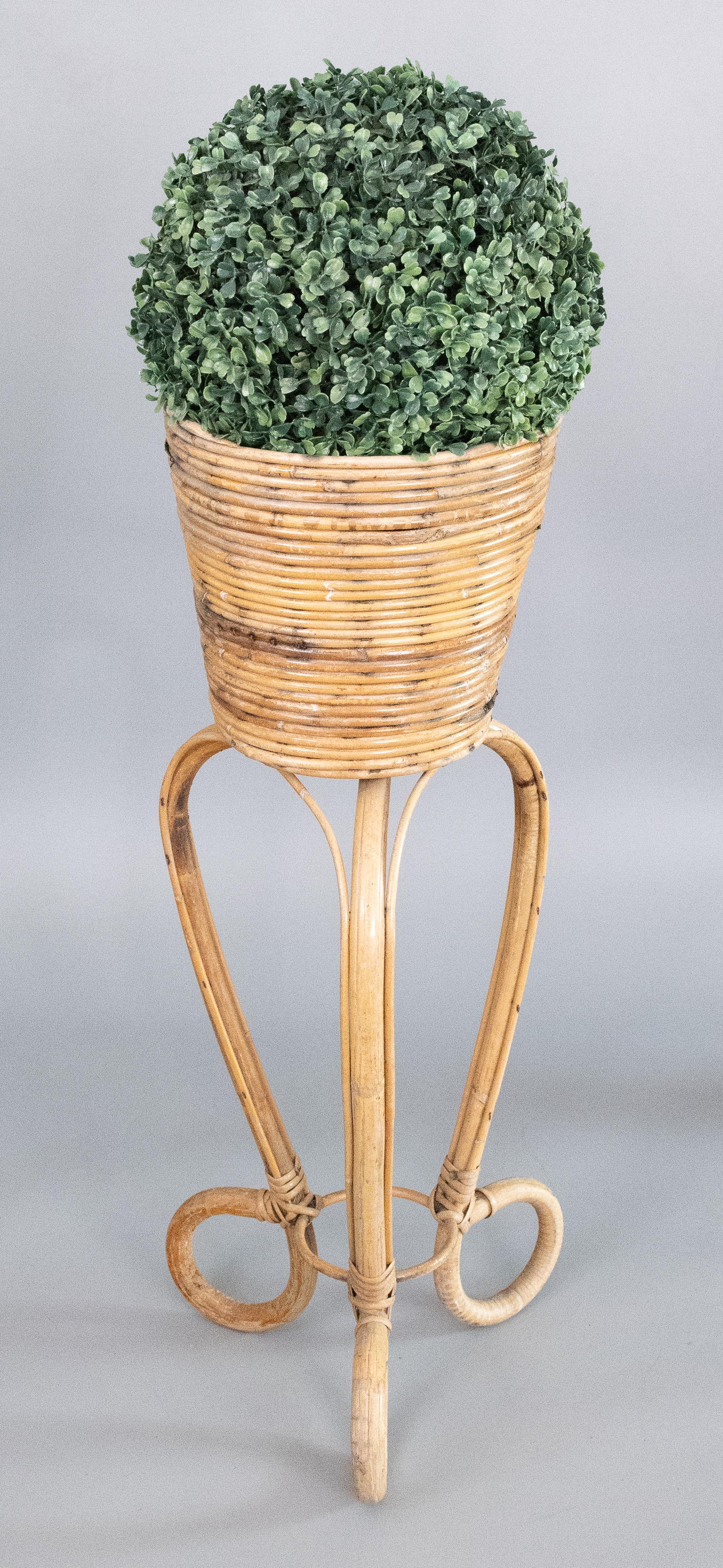 pencil reed plant