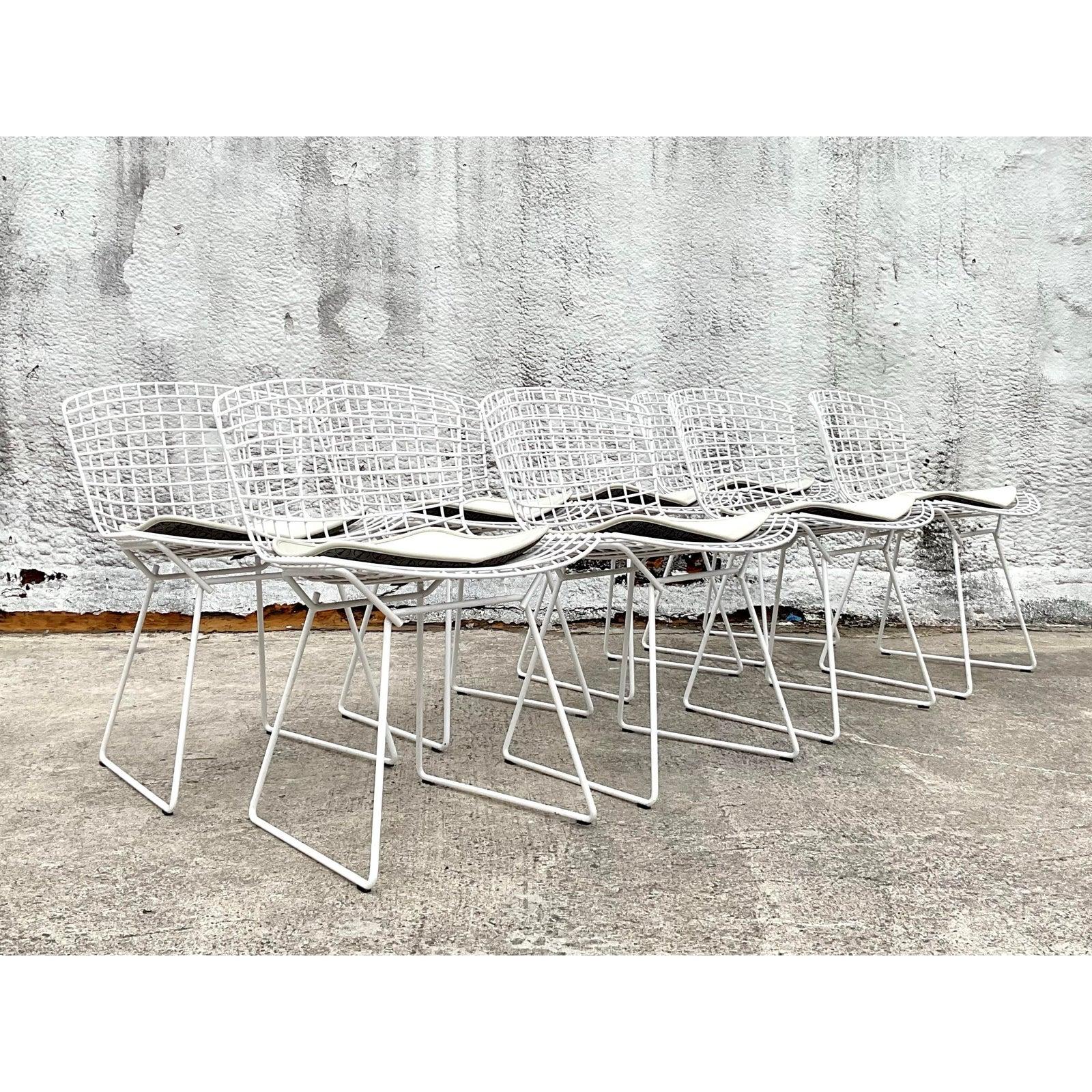 Dieses atemberaubende Set aus 8 Bertoia-Seitenstühlen im Vintage-Stil für Knoll fängt die Essenz des kultigen modernen Designs der Jahrhundertmitte ein. Diese vom berühmten Bildhauer Harry Bertoia entworfenen Stühle weisen die für ihn