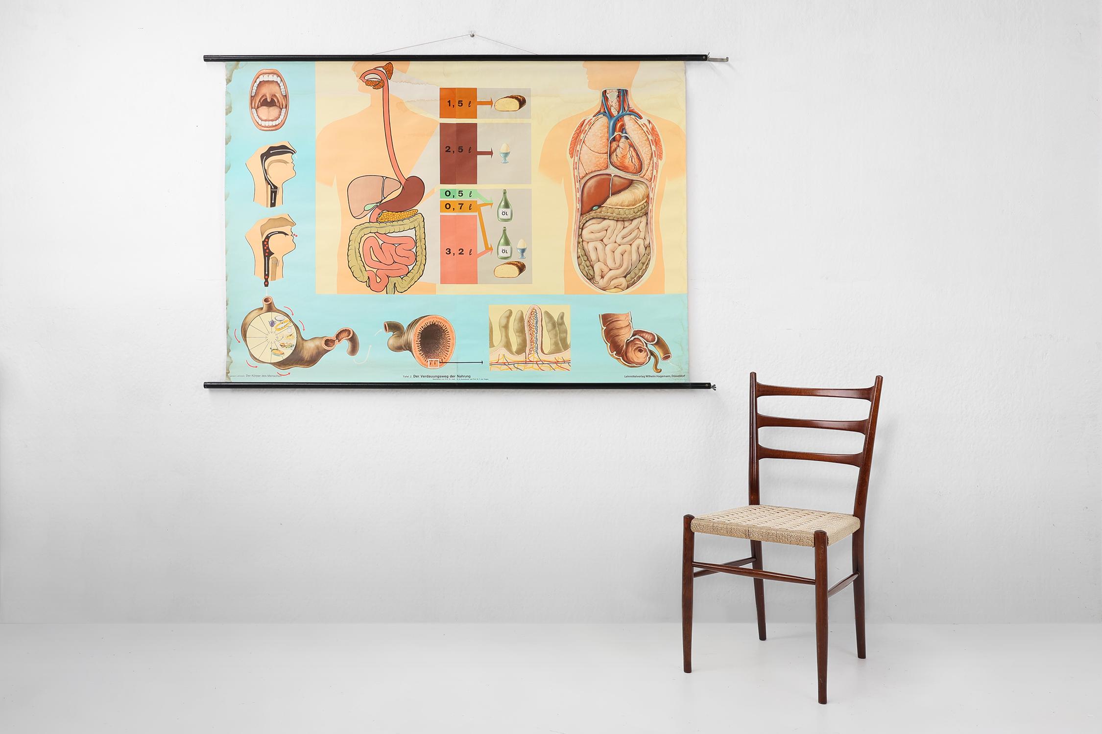 Germany / 1960 / school map / canvas, wood / Mid-century / Vintage

A school wall map of the stomach, intestines and digestive system. With beautiful drawings and many details. Printed on paper on linen, with wooden sticks at the top and bottom and