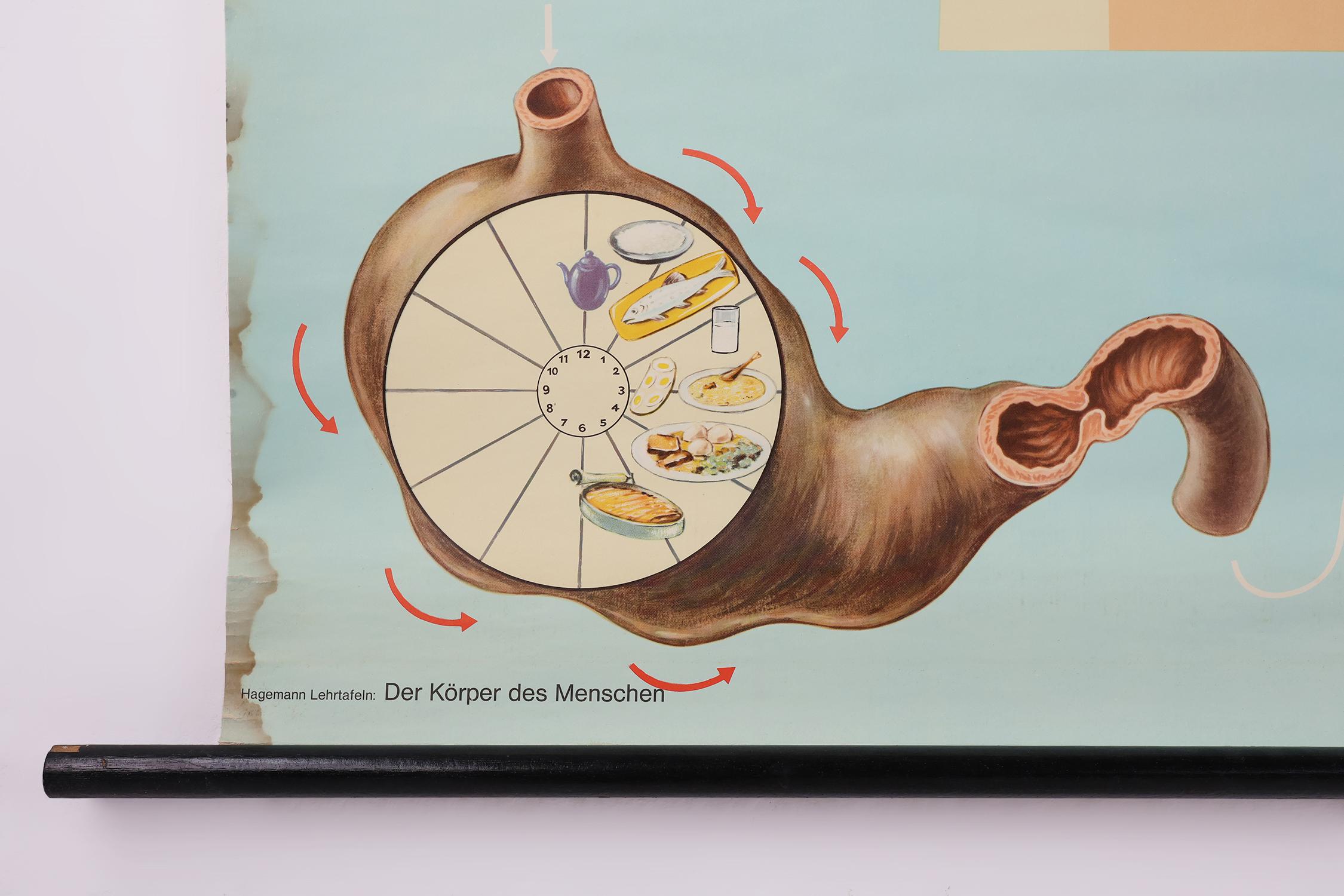 Mid-Century Modern Vintage mid-century school map “Digestion”, Germany ca. 1960 For Sale