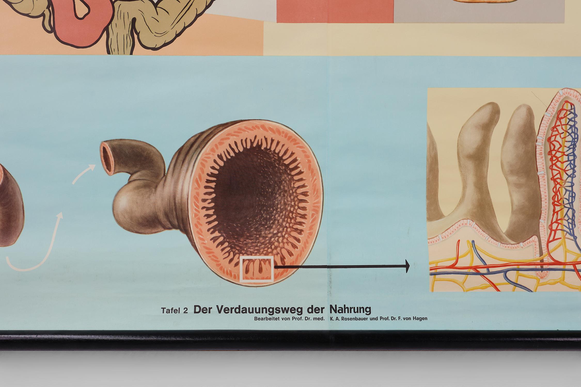Vintage mid-century school map “Digestion”, Germany ca. 1960 In Good Condition For Sale In Meulebeke, BE