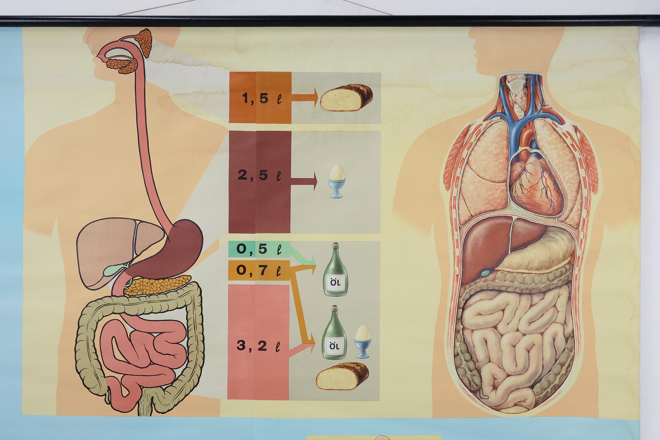 Mid-20th Century Vintage mid-century school map “Digestion”, Germany ca. 1960 For Sale