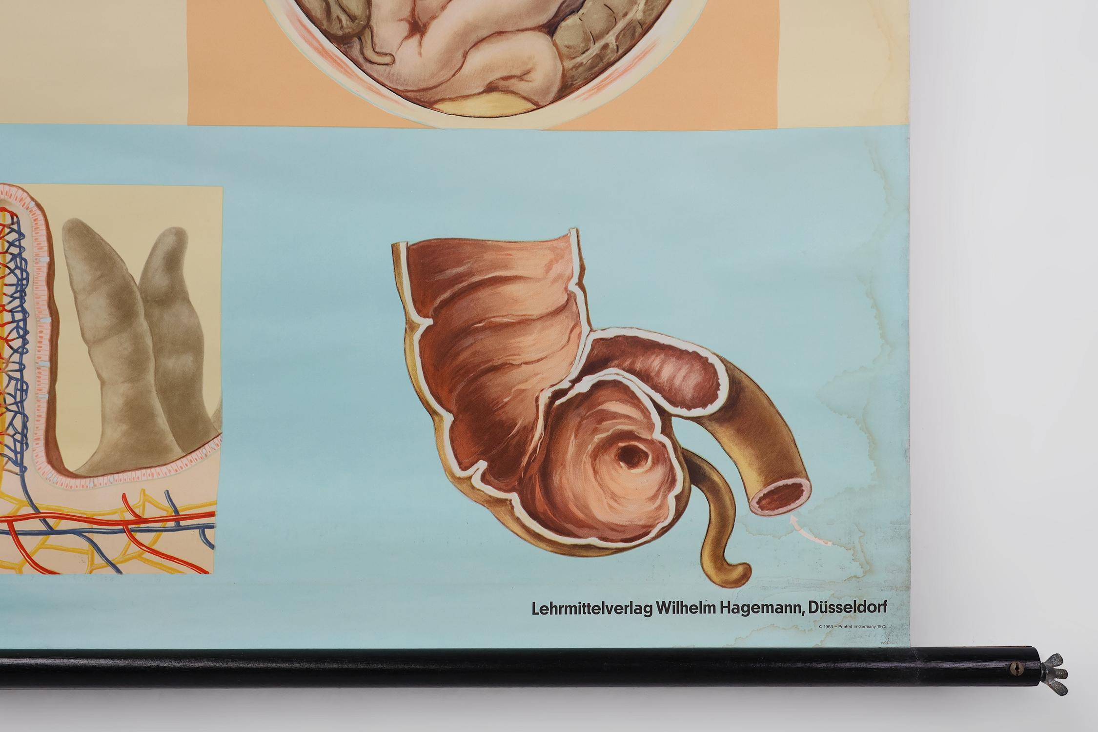 Canvas Vintage mid-century school map “Digestion”, Germany ca. 1960 For Sale