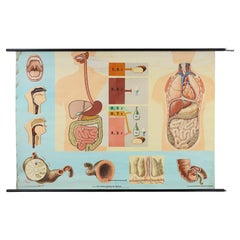 Vintage mid-century school map “Digestion”, Germany ca. 1960