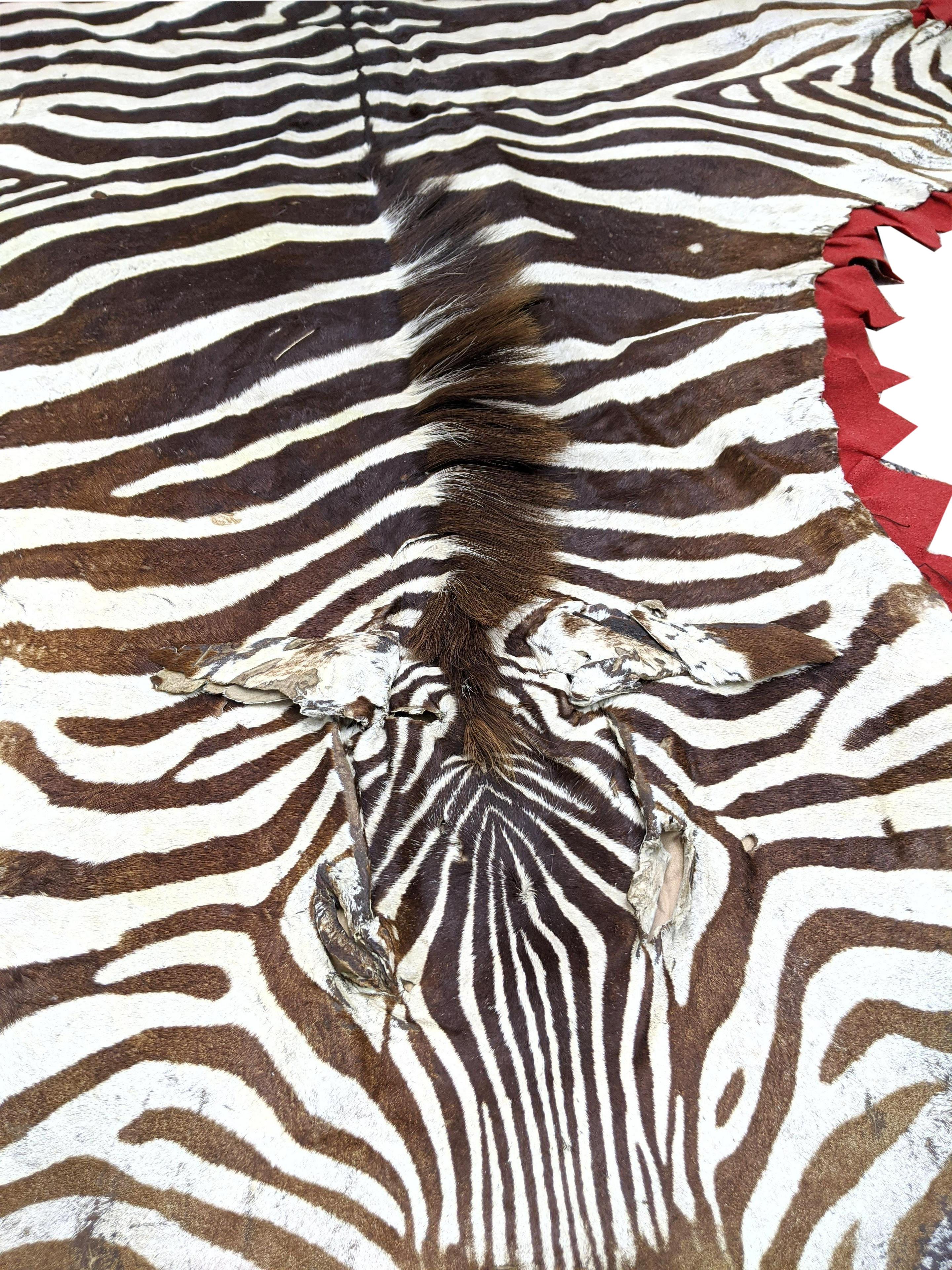 This is a beautiful and large zebra hide with a very rare red border. This piece is unique in its look and is a wonderful specimen.